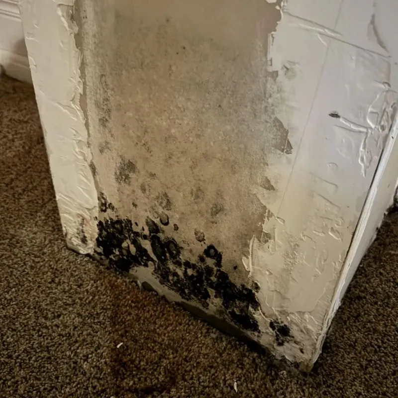 Professional Mold Removal in Pleasant Hill, PA